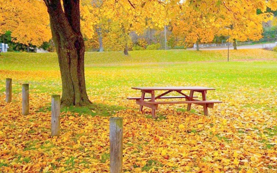 為什么秋天樹葉會變黃脫落