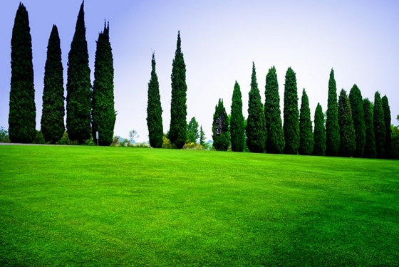 柏樹是什么樹,柏樹有哪些特點(diǎn)