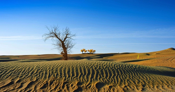 為什么沙漠中的植物根很長