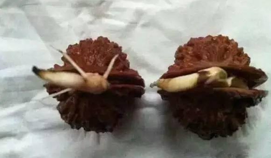 核桃的外殼那么硬能發(fā)芽嗎
