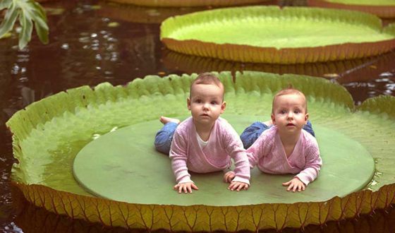 為什么稱王蓮為蓮中之王,王蓮的葉子可以坐人