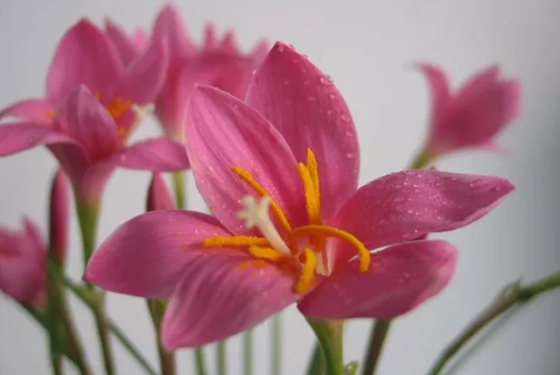 哪些植物能夠預報天氣,植物為什么能預報天氣