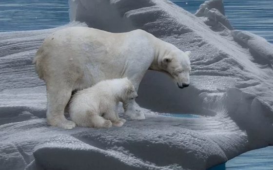 南極和北極有植物嗎？