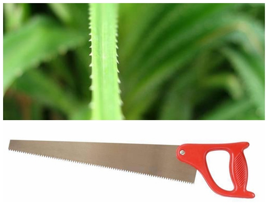 植物給人類哪些啟示,為什么說植物是天然設計師