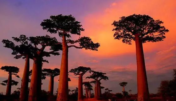 為什么說猴面包樹是生命之樹