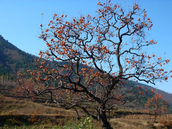 柿子樹有什么用處,柿子樹的作用有哪些