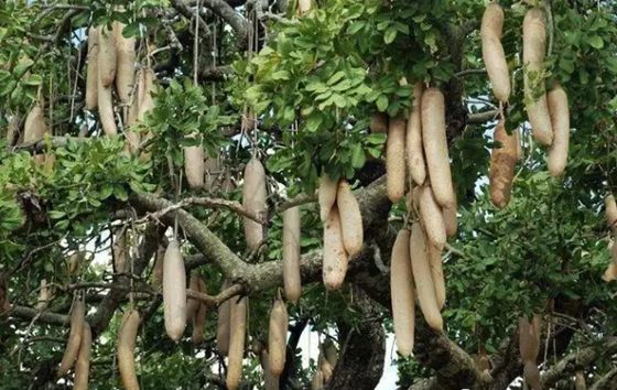 香腸樹真的可以結(jié)香腸