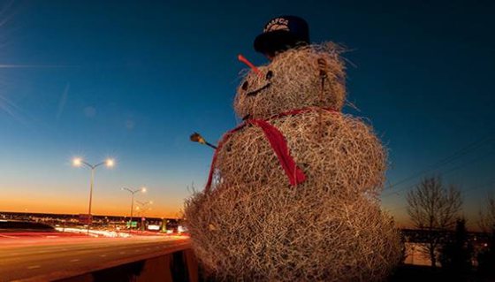 風滾草為什么能隨風滾動