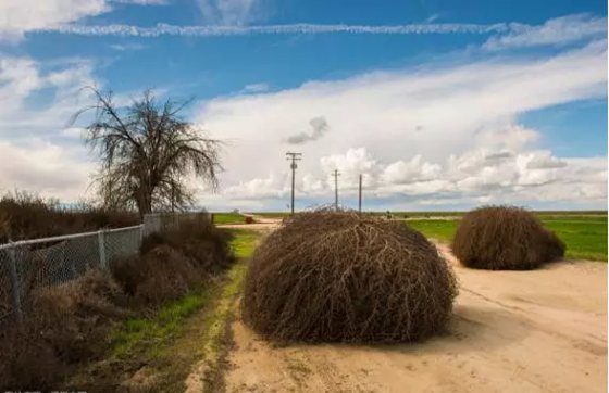 風滾草為什么能隨風滾動