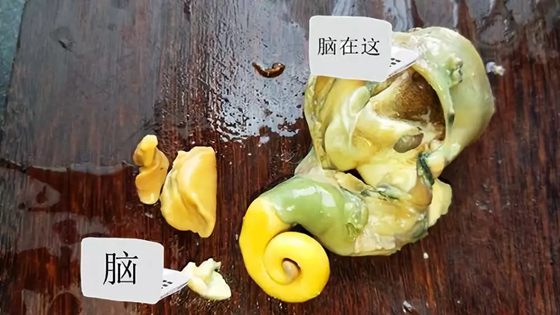 海螺里為什么有大海的聲音