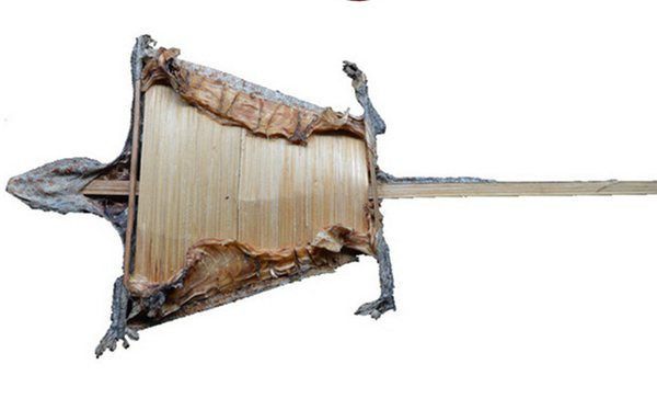 蛤蚧讀音是什么,蛤蚧是什么,蛤蚧的功效與作用