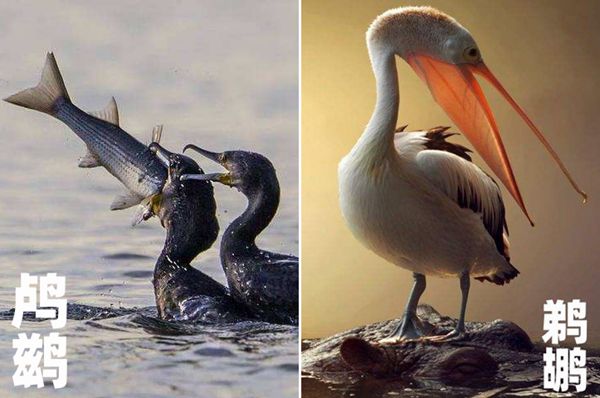 鵜鶘怎么讀,鵜鶘是什么鳥,鵜鶘和鸕鶿的區別
