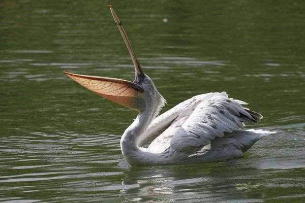 鵜鶘怎么讀,鵜鶘是什么鳥,鵜鶘和鸕鶿的區別