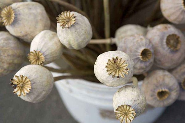 罌粟怎么讀拼音是什么,罌粟是什么,罌粟長什么樣