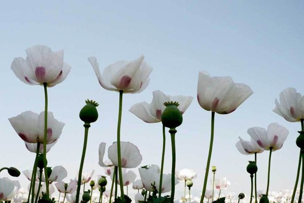 罌粟怎么讀拼音是什么,罌粟是什么,罌粟長什么樣