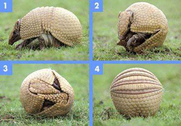 犰狳怎么讀,犰狳是什么動物,犰狳為什么有麻風病