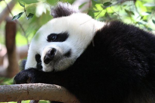 蚩尤怎么讀,蚩尤是誰(shuí),黃帝大戰(zhàn)蚩尤