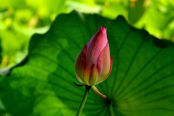 菡萏怎么讀拼音是什么,菡萏的意思是什么,關(guān)于菡萏的詩句