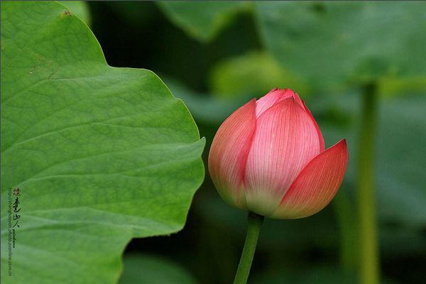 菡萏怎么讀拼音是什么,菡萏的意思是什么,關(guān)于菡萏的詩句