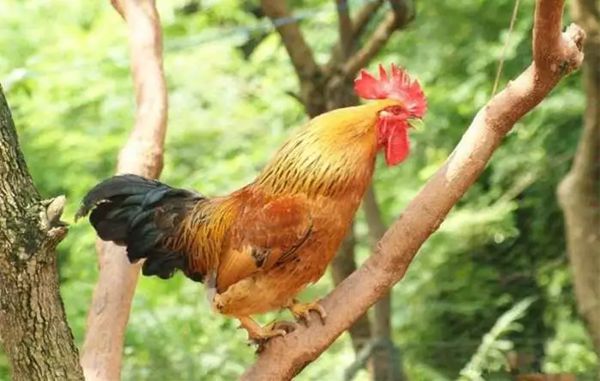 公雞為什么打鳴,怎樣讓公雞不打鳴