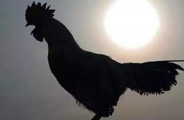 公雞為什么打鳴,怎樣讓公雞不打鳴