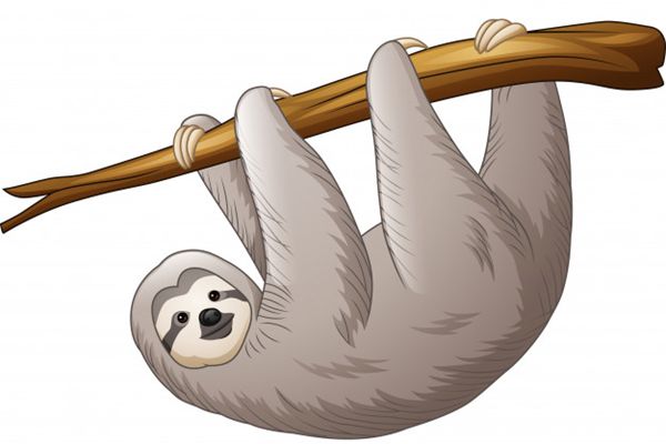 樹懶怎么讀,樹懶和考拉的區別,樹懶為什么這么慢