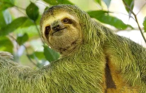 樹懶怎么讀,樹懶和考拉的區別,樹懶為什么這么慢