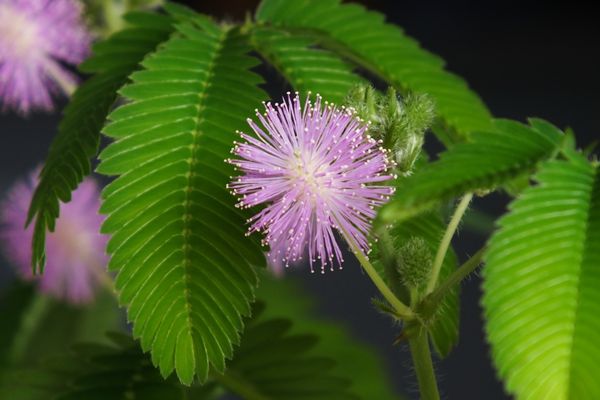 含羞草為什么會動,含羞草為什么會害羞