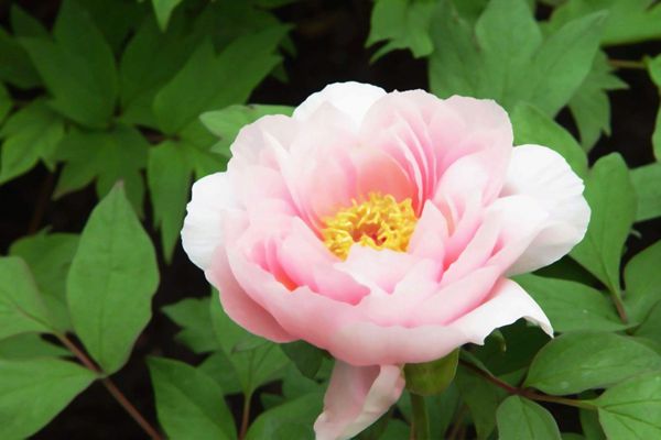 為什么牡丹花是國(guó)花,中國(guó)的國(guó)花為什么是牡丹