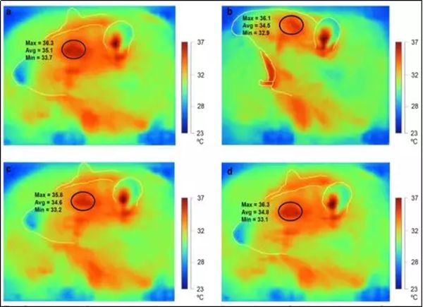 人為什么會(huì)打哈欠,老打哈欠怎么回事,打哈欠的原因