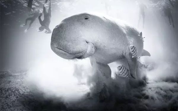 儒艮為什么叫美人魚,儒艮被稱為美人魚的原因