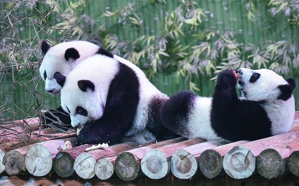 大熊貓為什么被視為中國的國寶