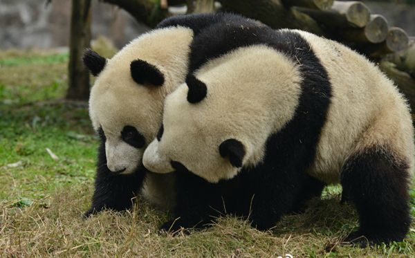 大熊貓為什么被視為中國的國寶