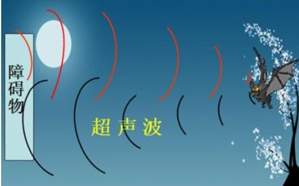 蝠靠的是一個屬于雷達系統飛行的