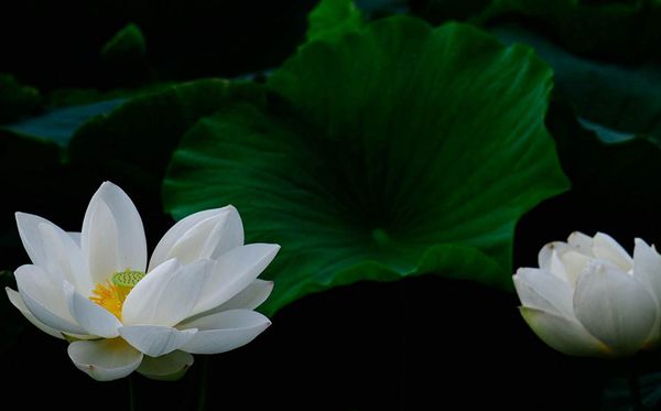 蓮花的花語是什么,蓮花花語大全