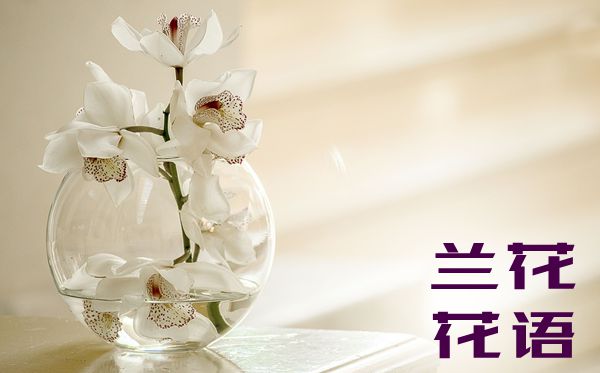 蘭花的花語(yǔ)是什么,蘭花花語(yǔ)大全