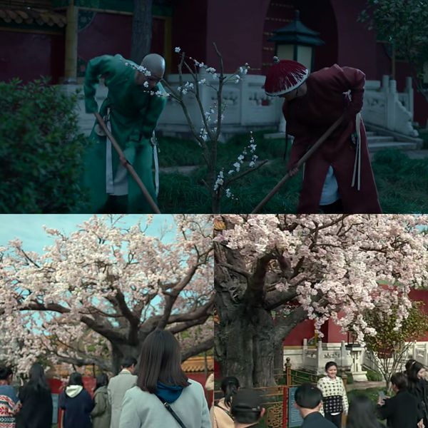 梅花經得起時間的洗禮