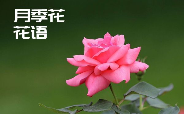 月季花的花語是什么,月季花花語大全