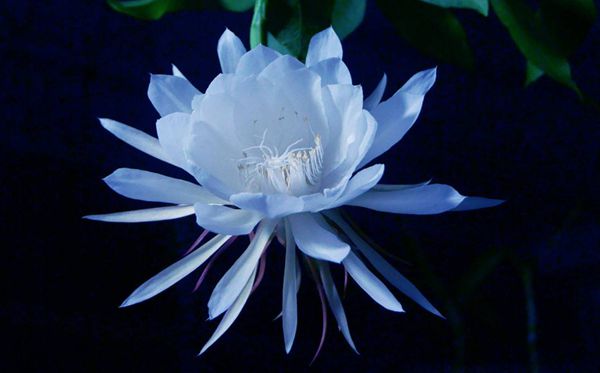 曇花的花語是什么,曇花花語大全