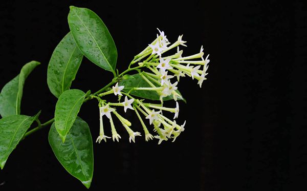 夜來香的花語是什么,夜來香花語大全