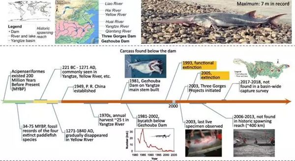 白鱘怎么讀,白鱘是什么魚,長江白鱘為什么滅絕