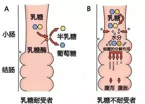 為什么不能空腹喝牛奶,不能空腹喝牛奶的原因是什么