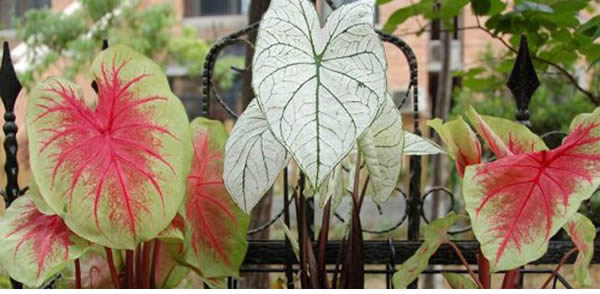 五彩芋的花語和寓意