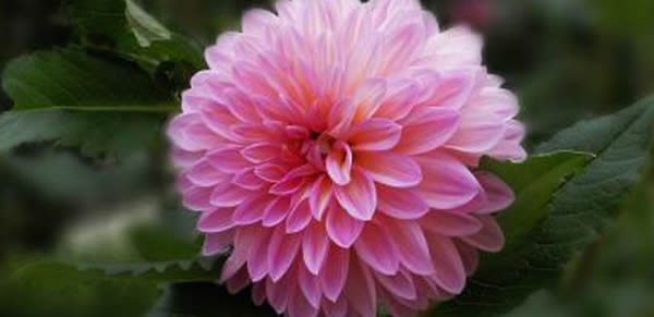 大麗花的花語和寓意