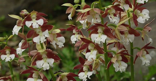 蝦脊蘭花語是什么