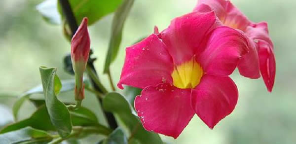 飄香藤的花語(yǔ)