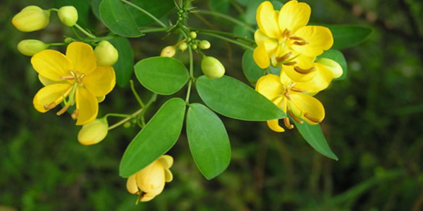 黃淮決明的花語(yǔ)