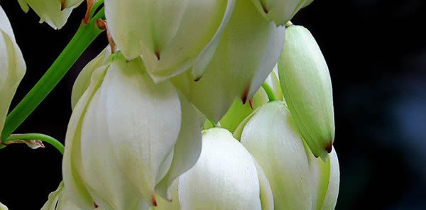 絲蘭的花語(yǔ)