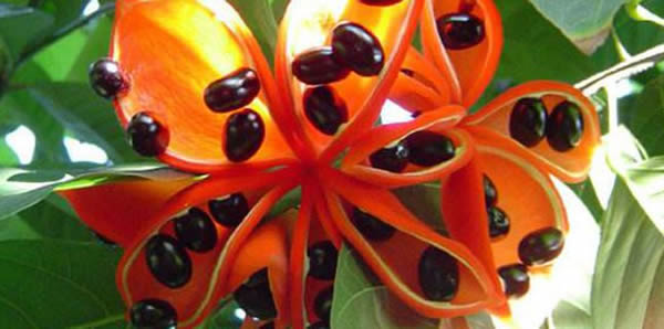 蘋(píng)婆花的花語(yǔ)