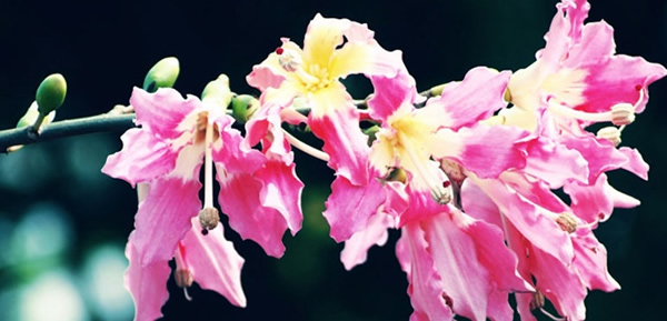 美麗異木棉的花語